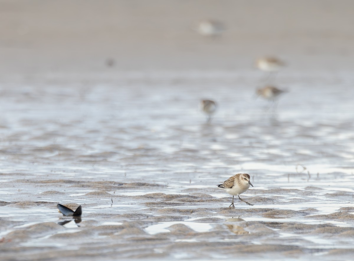 Semipalmated Sandpiper - ML623980854