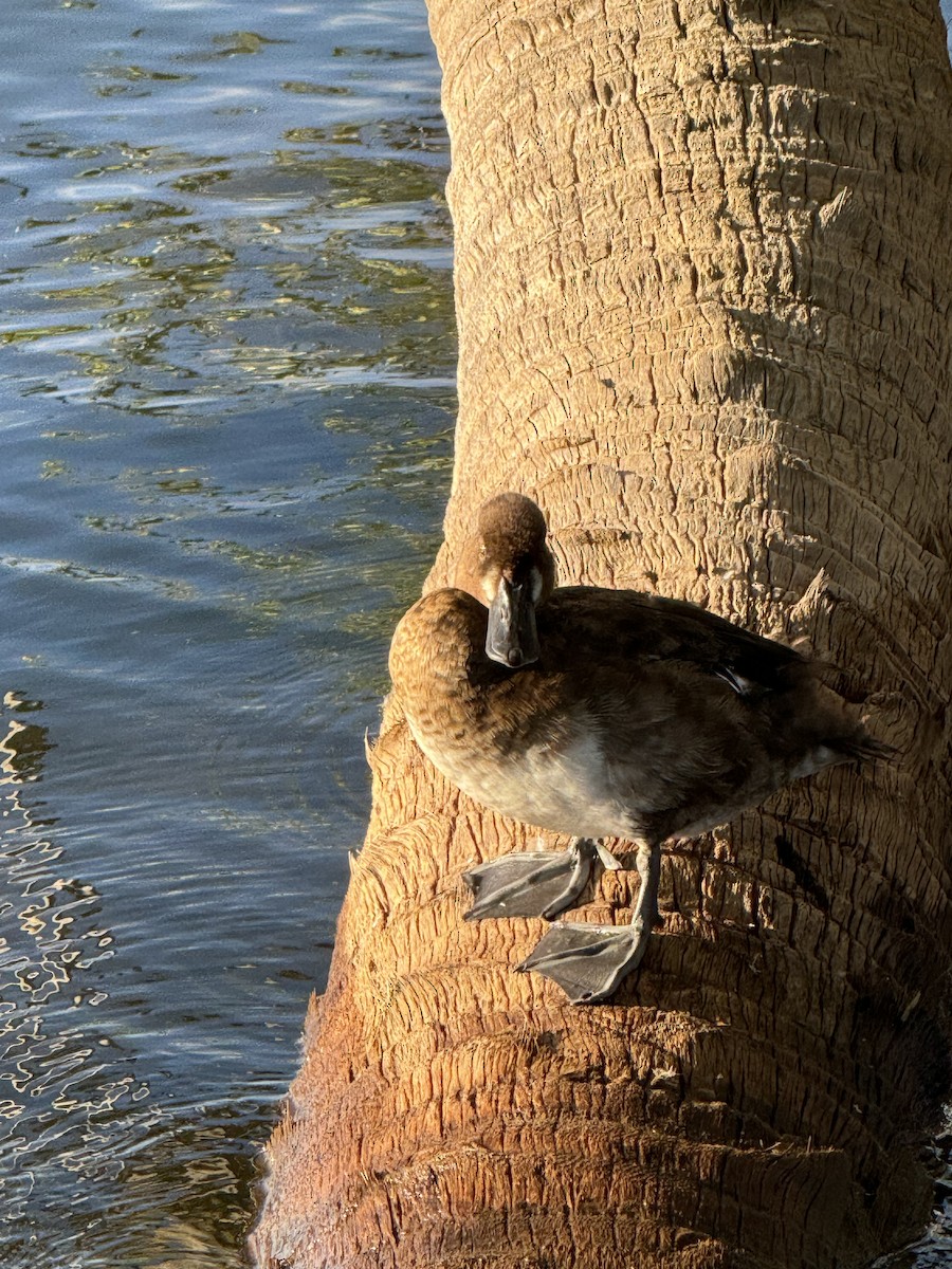 Lesser Scaup - ML623980877