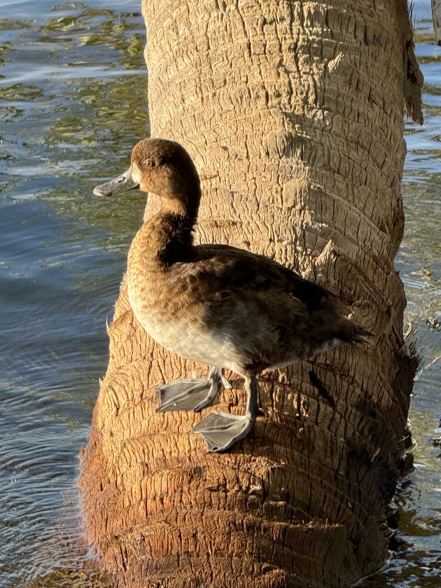 Lesser Scaup - ML623980878