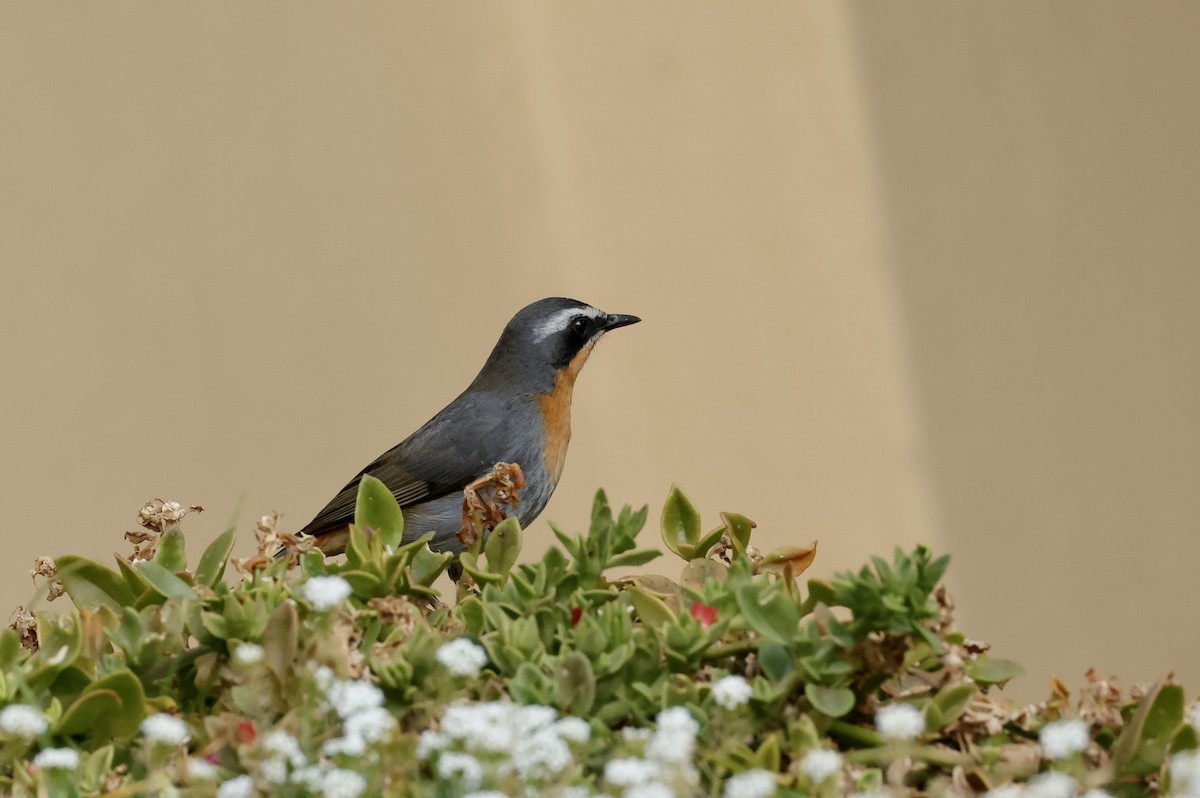 Cape Robin-Chat - ML623980880