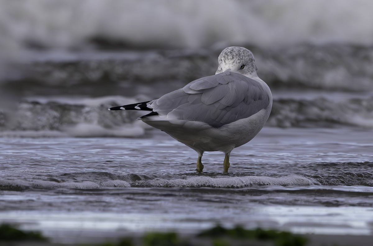 Ring-billed Gull - ML623980911