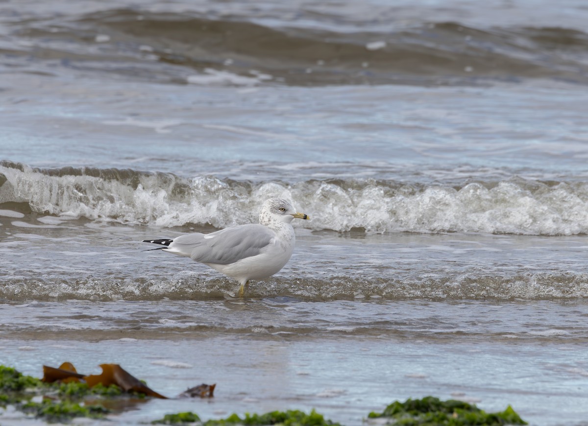 Ring-billed Gull - ML623980912