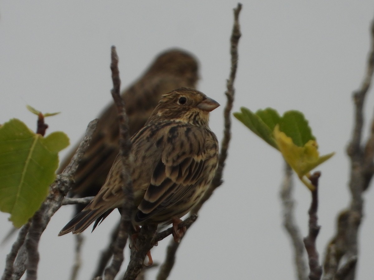 Corn Bunting - ML623981045