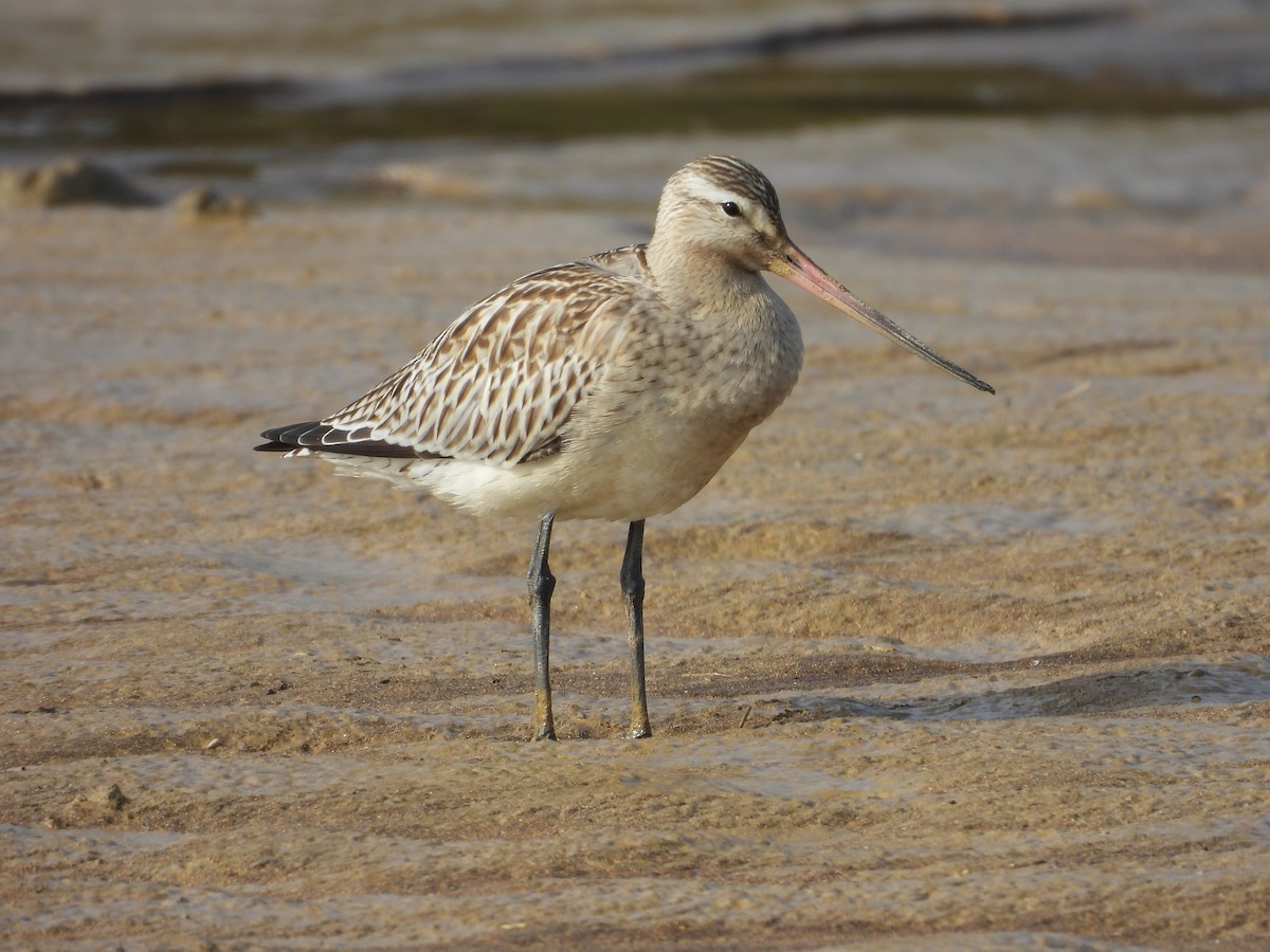 Bar-tailed Godwit - ML623981069