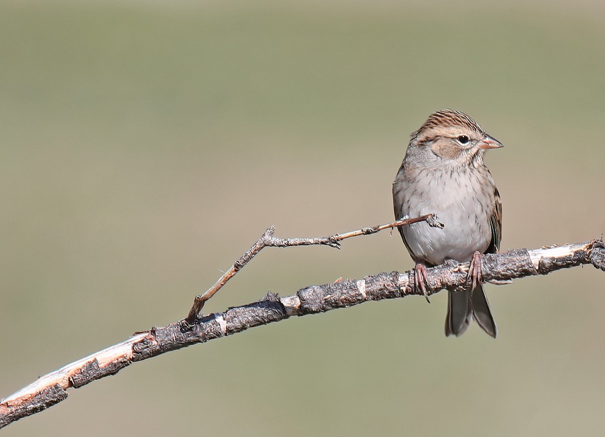 Chipping Sparrow - ML623981092