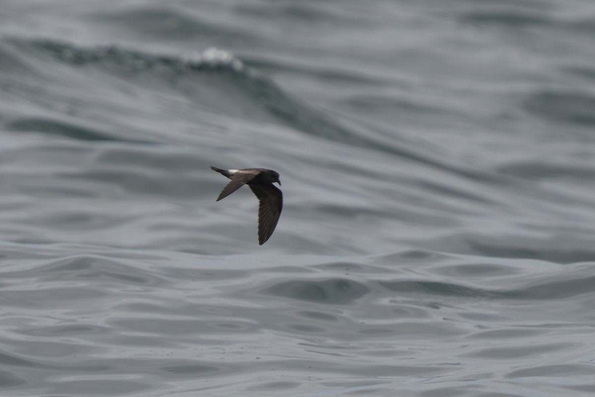 Leach's Storm-Petrel - ML623981114