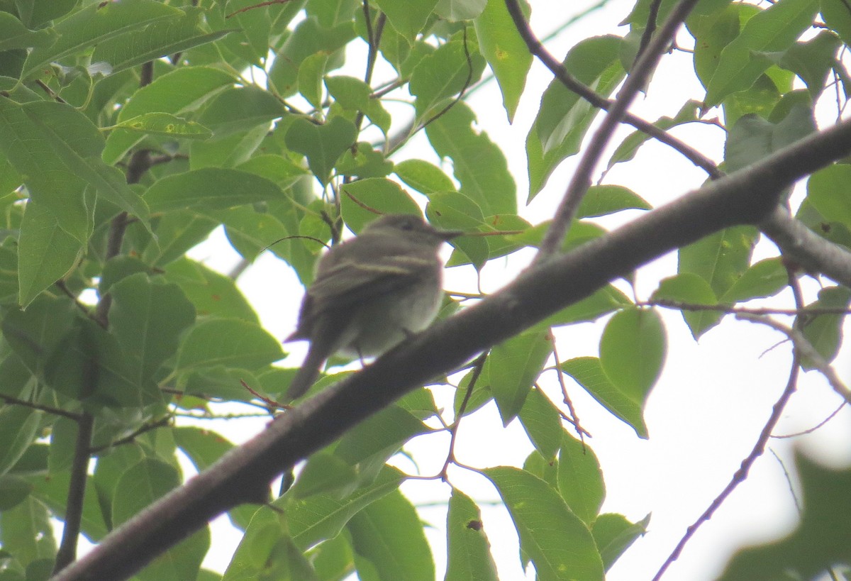 Eastern Wood-Pewee - ML623981123