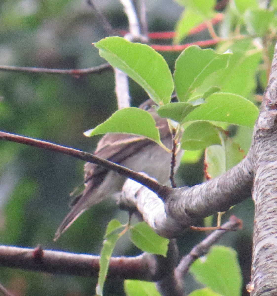 Eastern Wood-Pewee - ML623981124