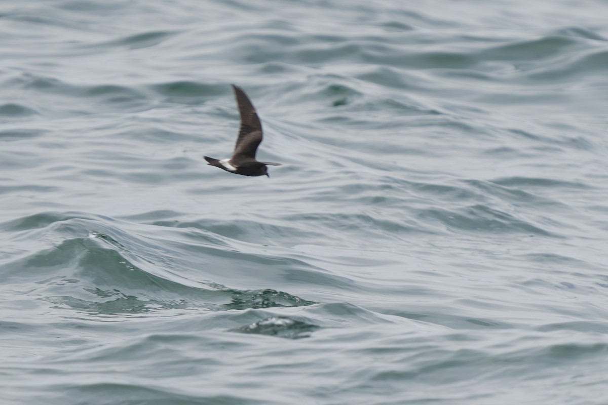 Leach's Storm-Petrel - ML623981126