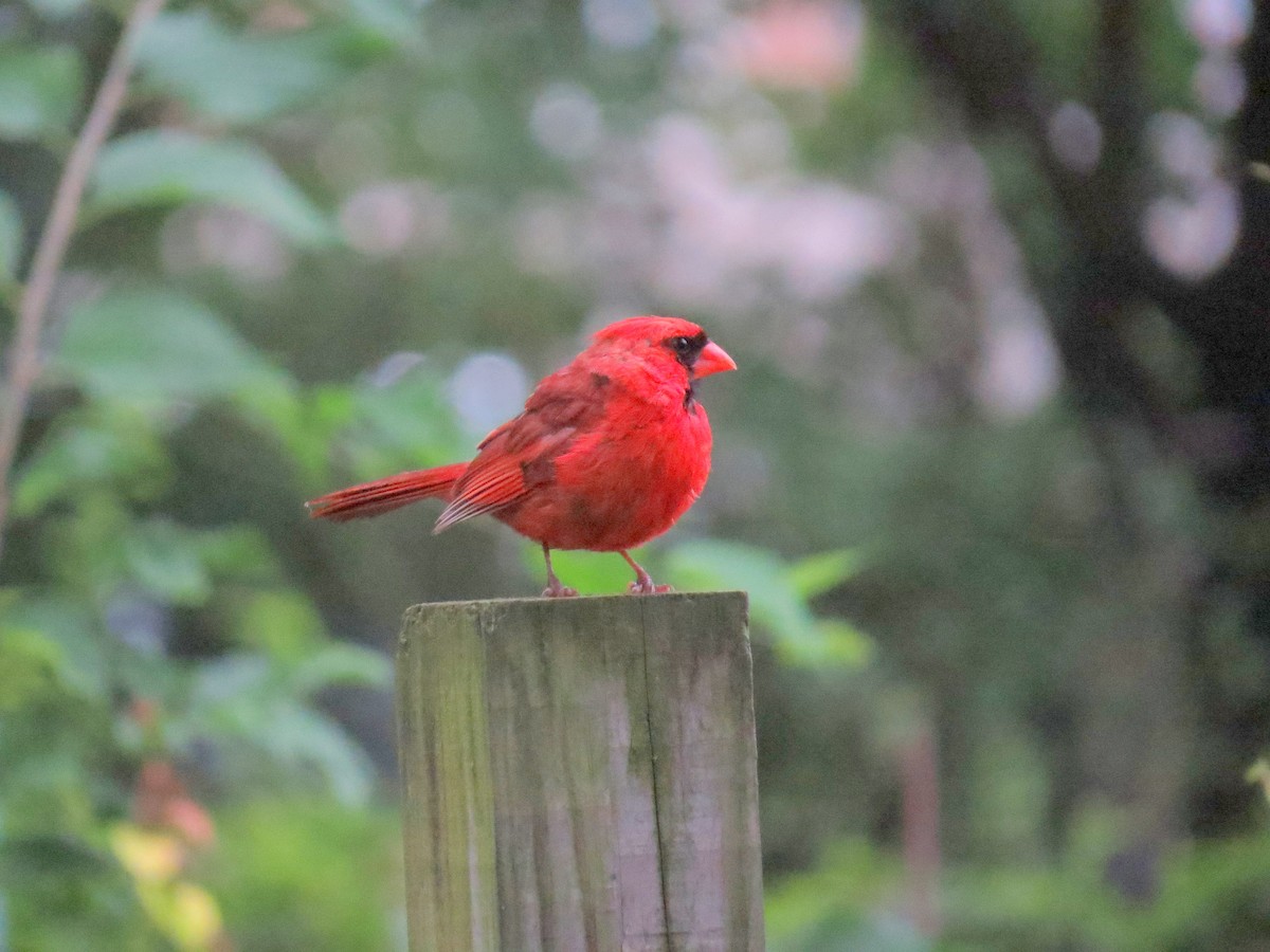 Northern Cardinal - ML623981130