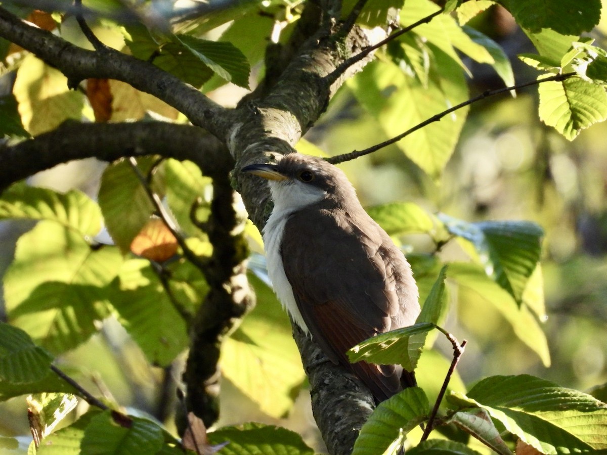 kukačka dešťová - ML623981131