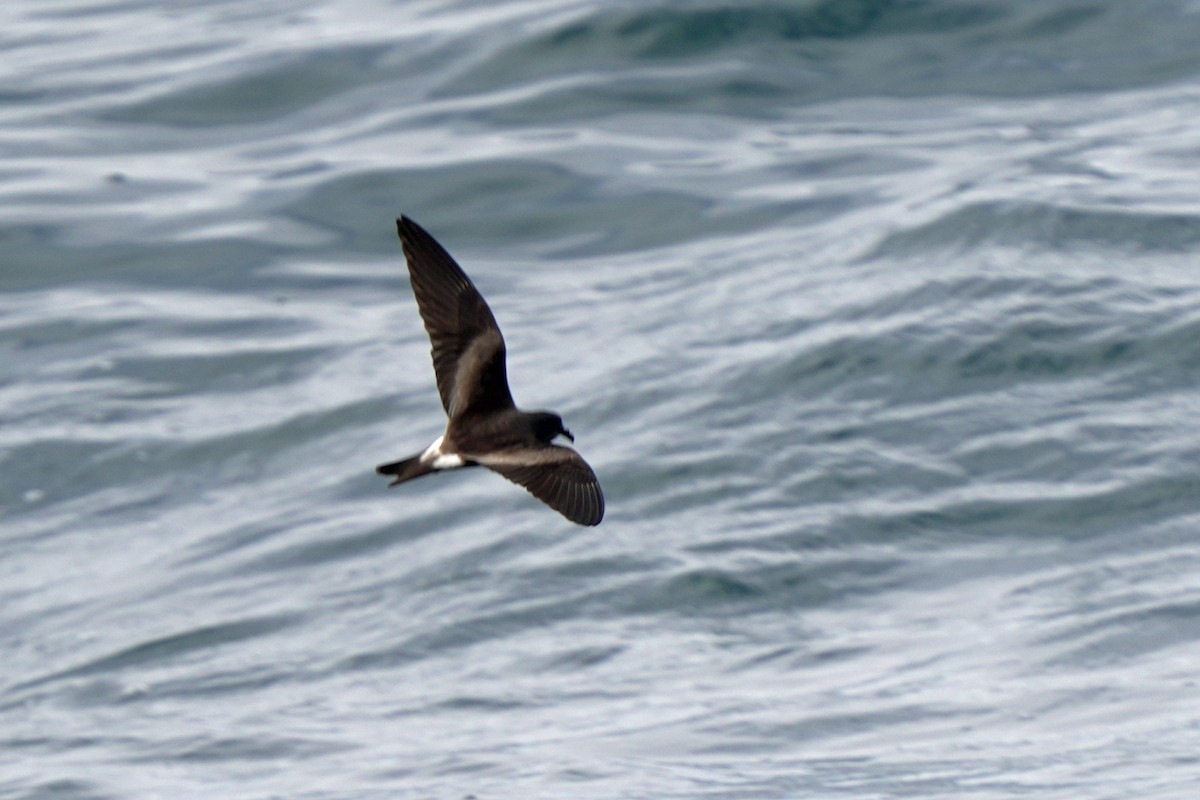 Leach's Storm-Petrel - ML623981135