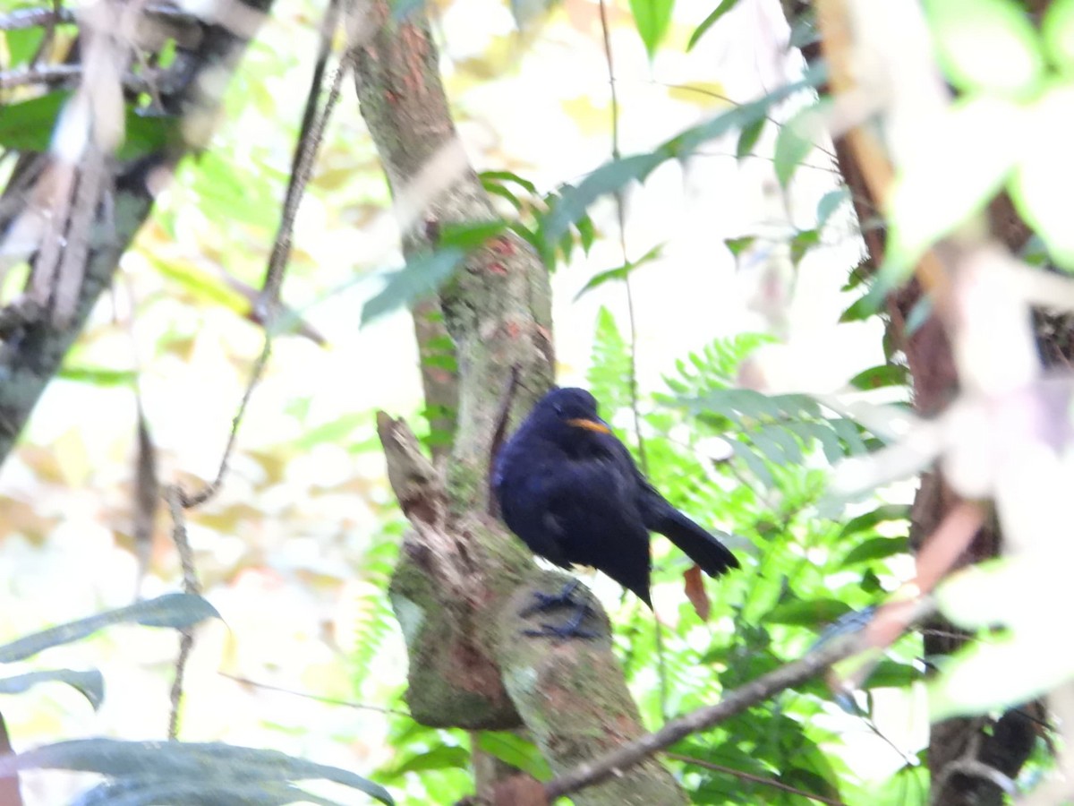 Malayan Whistling-Thrush - ML623981140