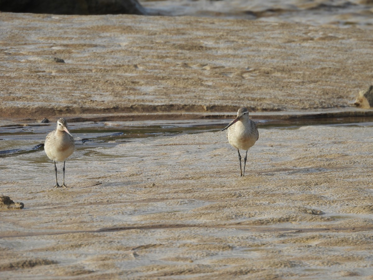 Bar-tailed Godwit - ML623981153