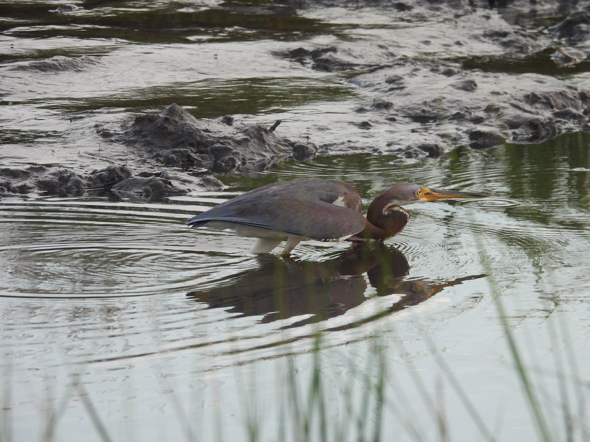 Tricolored Heron - ML623981225