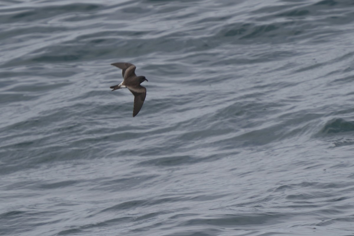 Leach's Storm-Petrel - ML623981242