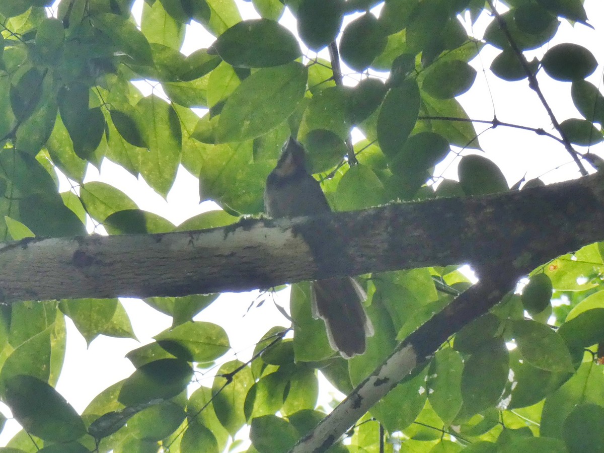 Buff-throated Saltator - ML623981247