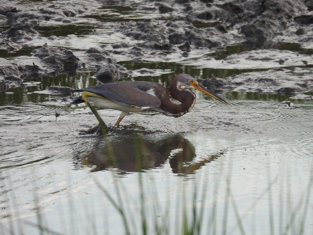 Tricolored Heron - Sarah 🦇