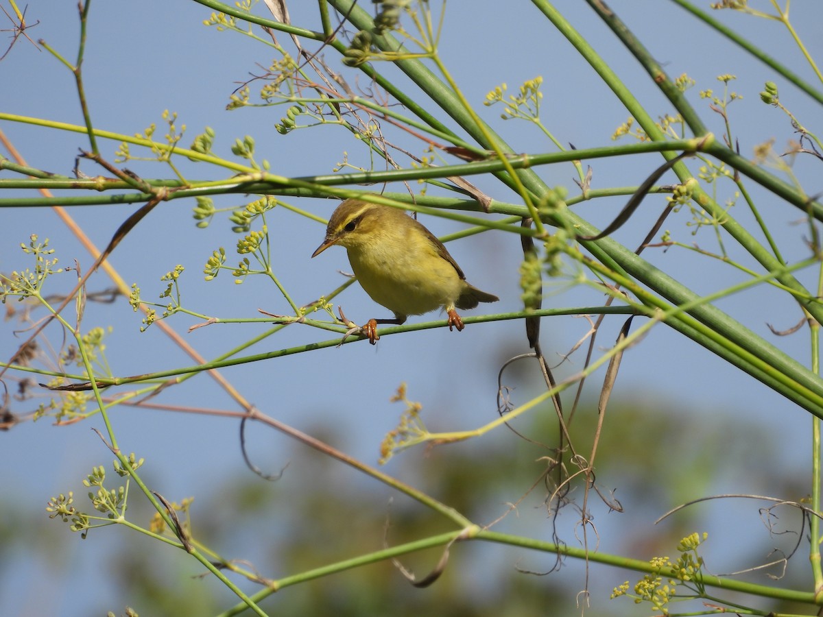 Willow Warbler - ML623981257