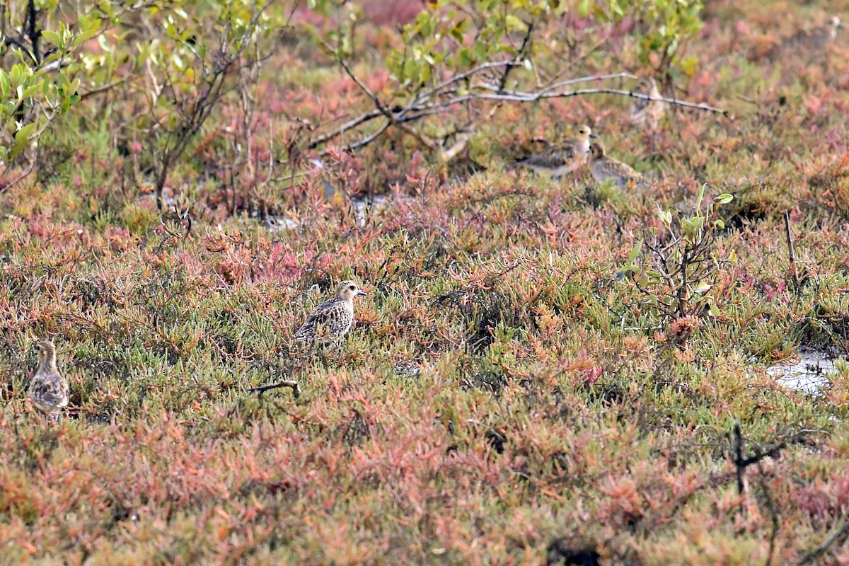 Pacific Golden-Plover - ML623981275