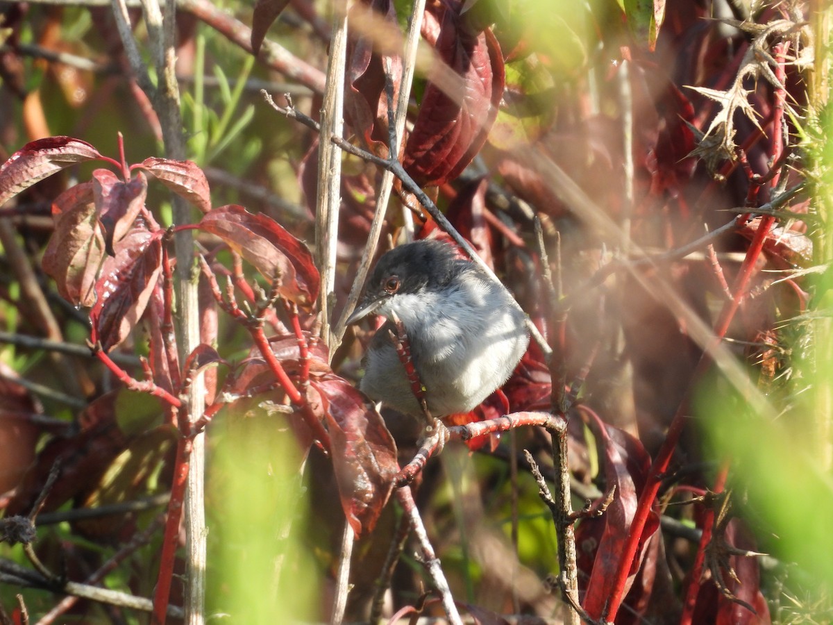 Curruca Cabecinegra - ML623981313