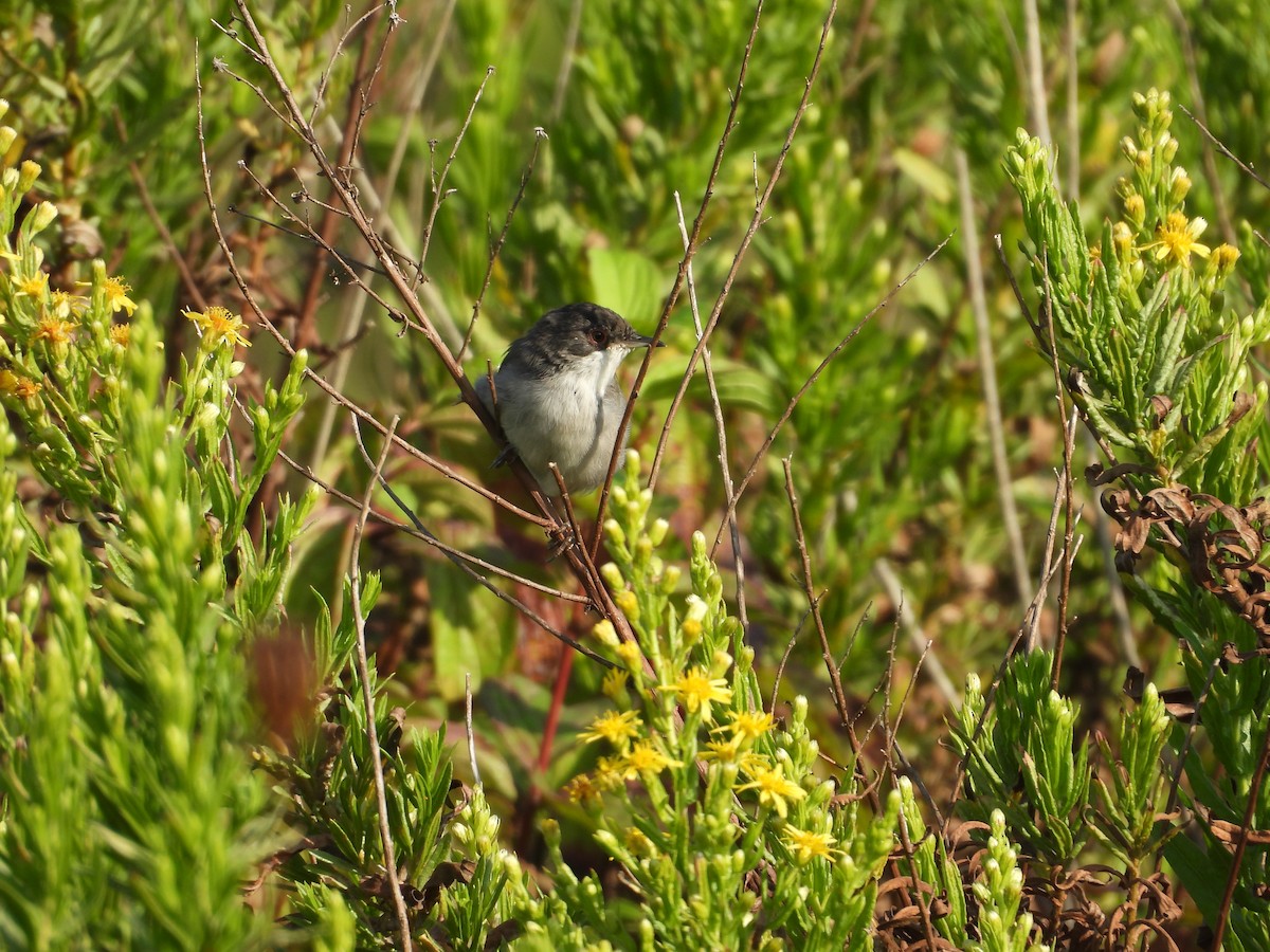 Curruca Cabecinegra - ML623981314