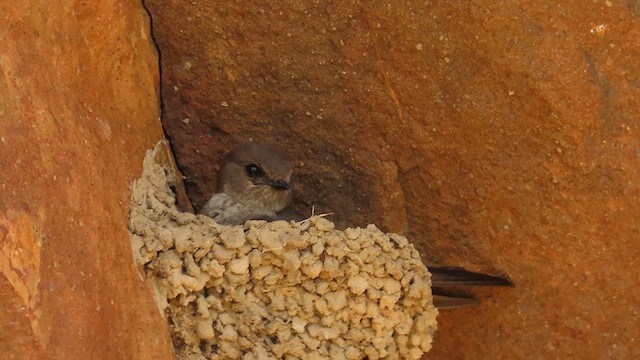 Dusky Crag-Martin - ML623981343