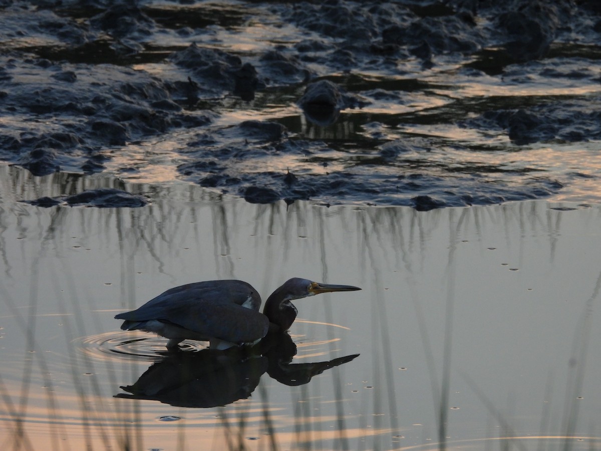 Tricolored Heron - ML623981362