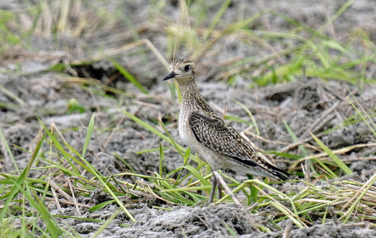 Pacific Golden-Plover - ML623981364