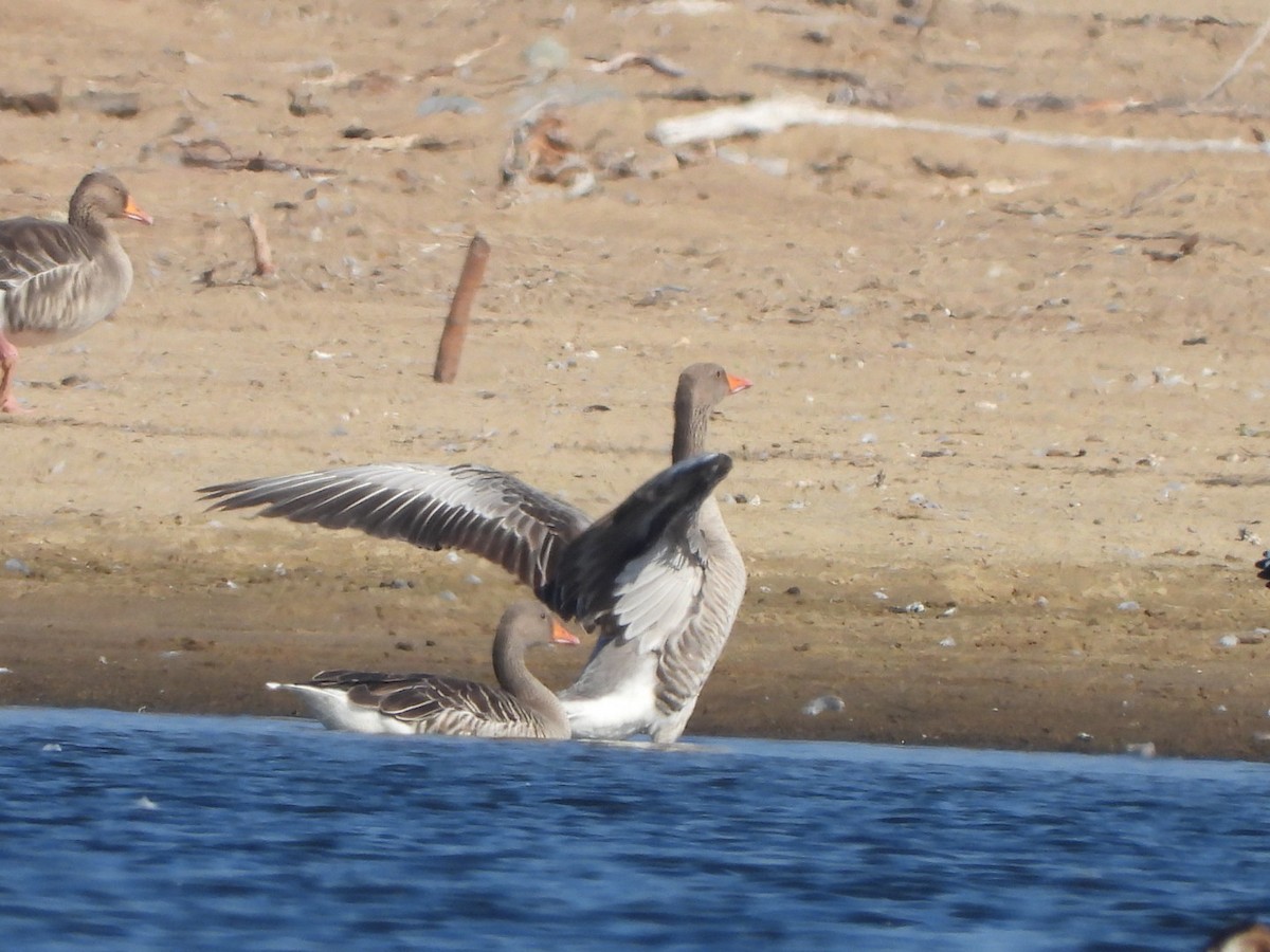 Graylag Goose - ML623981405