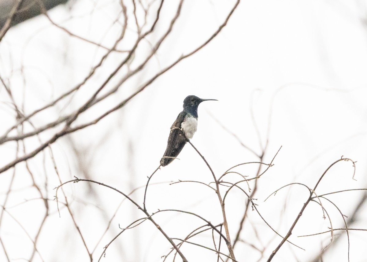 White-necked Jacobin - ML623981439