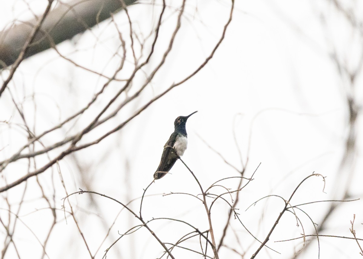 White-necked Jacobin - ML623981440