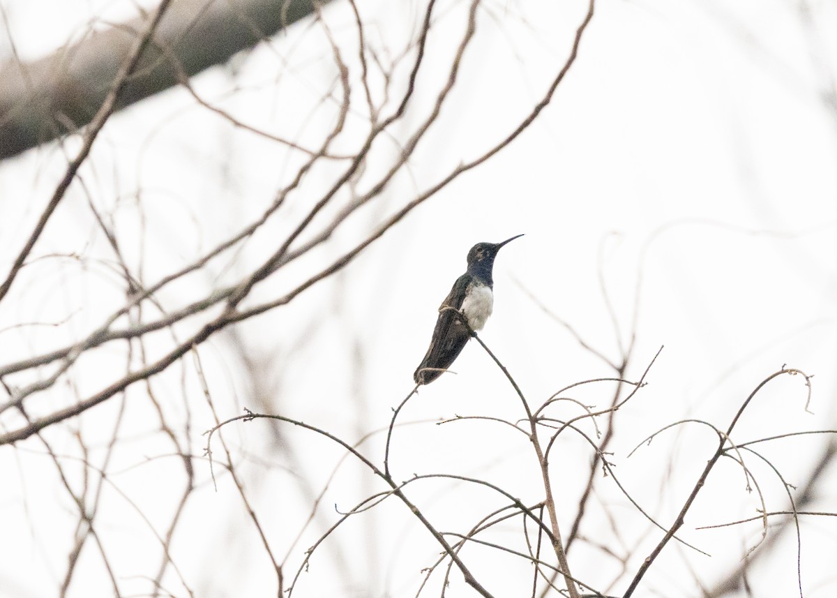 White-necked Jacobin - ML623981441