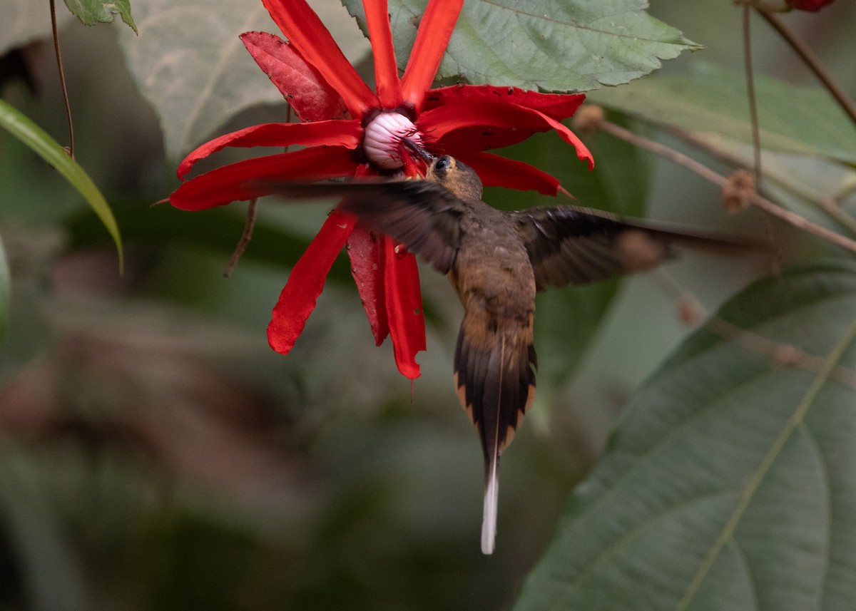 Needle-billed Hermit - ML623981443