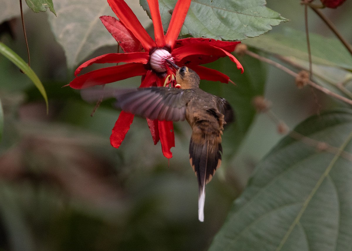 Needle-billed Hermit - Silvia Faustino Linhares