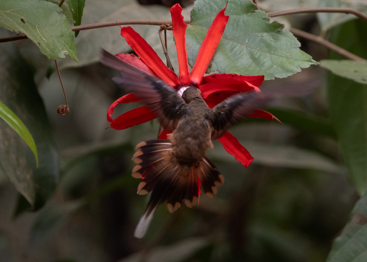 Needle-billed Hermit - ML623981445