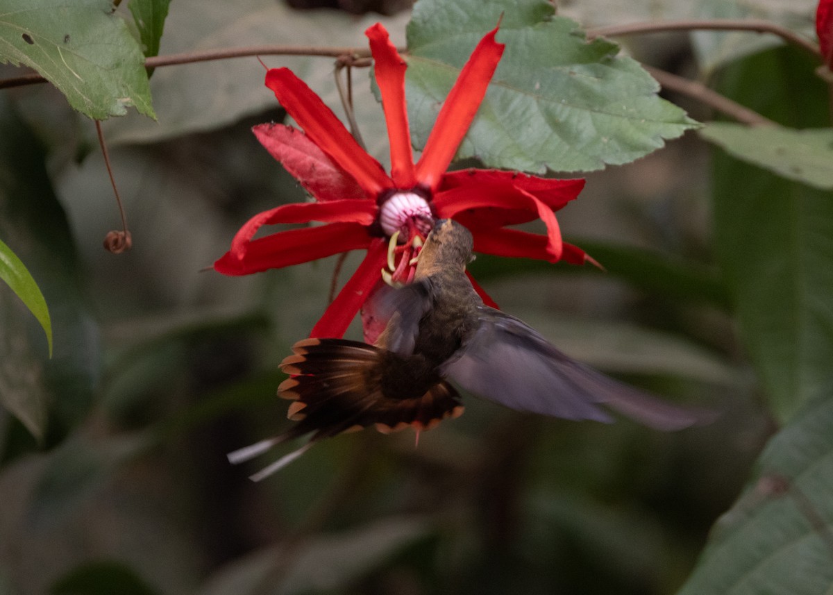 Needle-billed Hermit - ML623981446