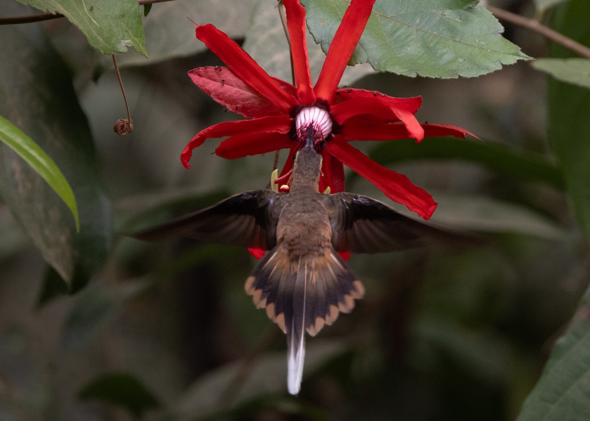 Needle-billed Hermit - ML623981447