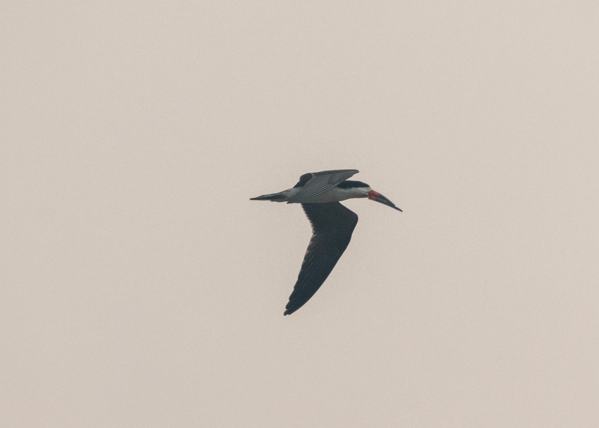 Black Skimmer - ML623981455