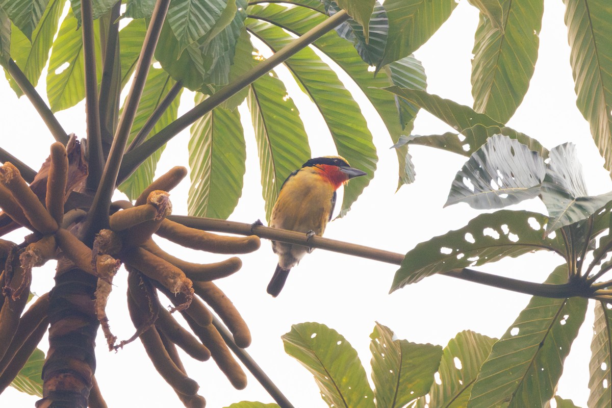 Gilded Barbet - ML623981457