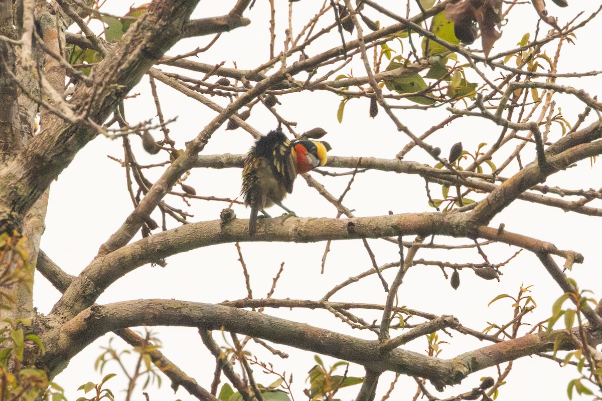 Gilded Barbet - ML623981458