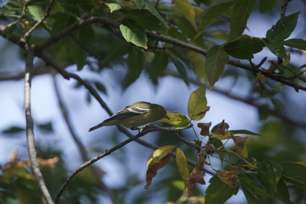 Bay-breasted Warbler - Paul Miller