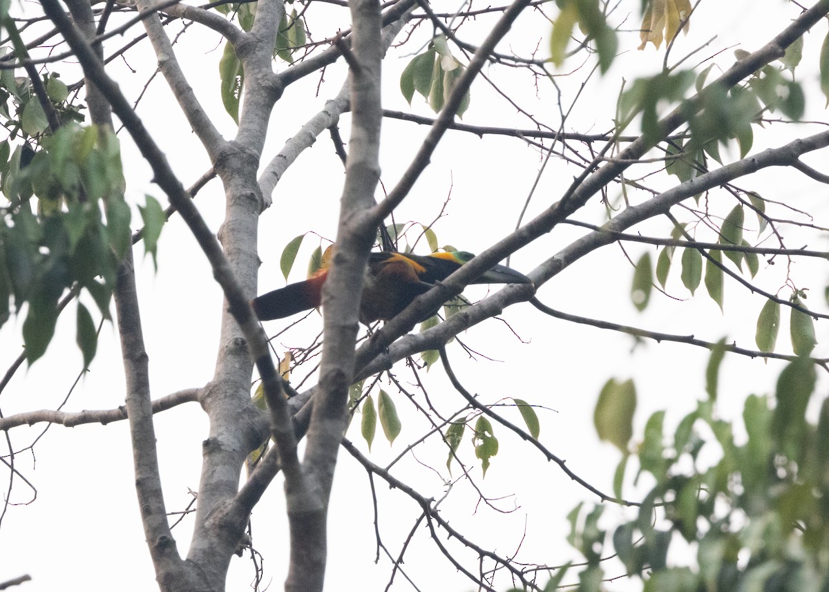 Golden-collared Toucanet (Green-billed) - ML623981464