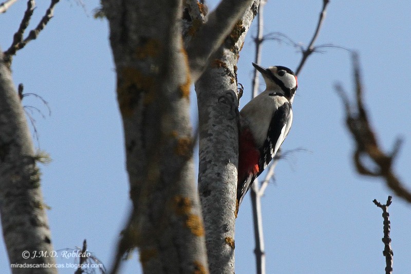 Great Spotted Woodpecker - ML623981470