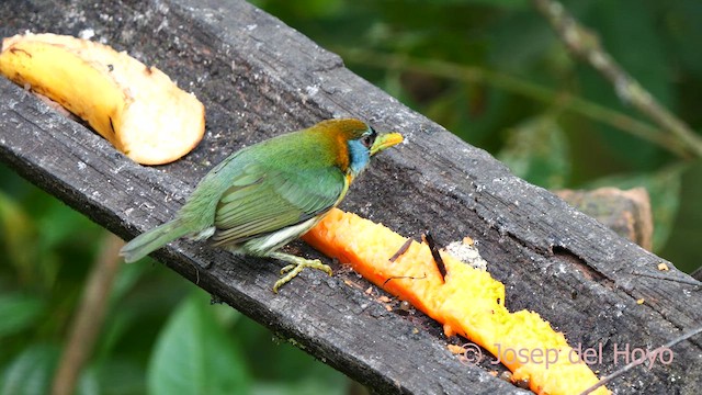 Red-headed Barbet - ML623981476