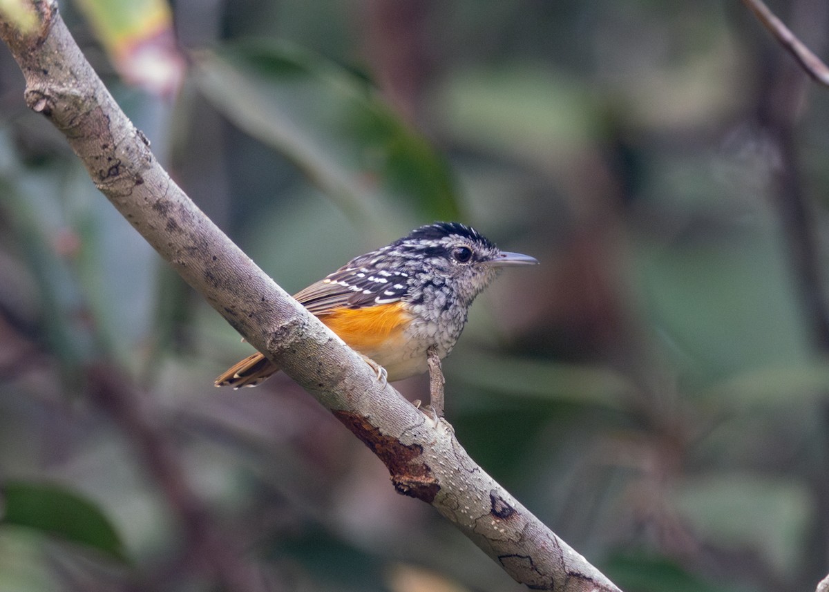 Peruvian Warbling-Antbird - ML623981477