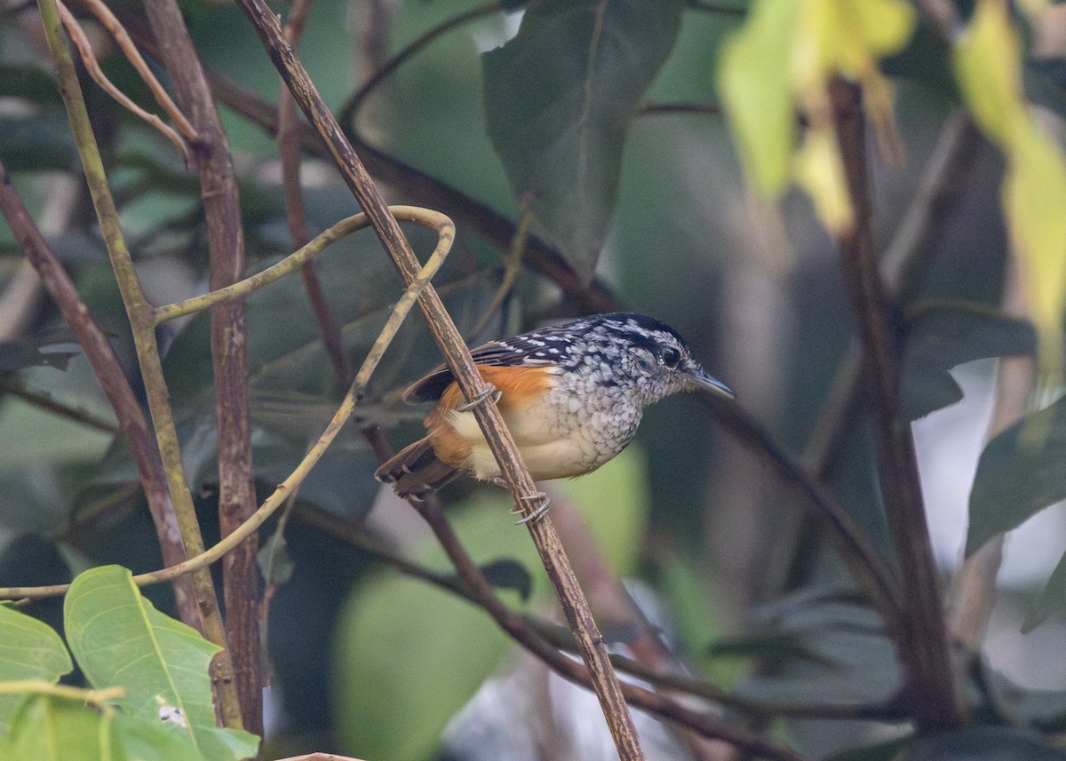 Peruvian Warbling-Antbird - ML623981478