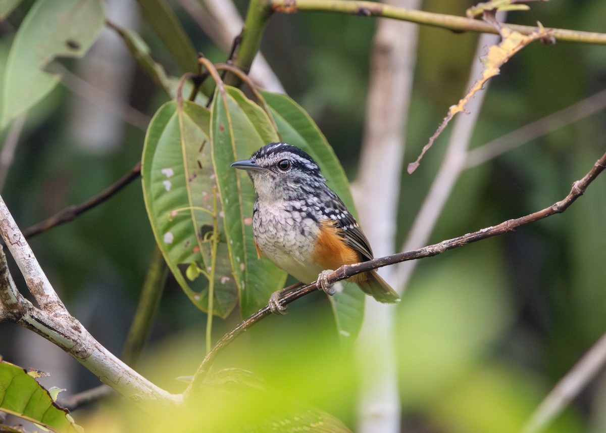 Peruvian Warbling-Antbird - ML623981479