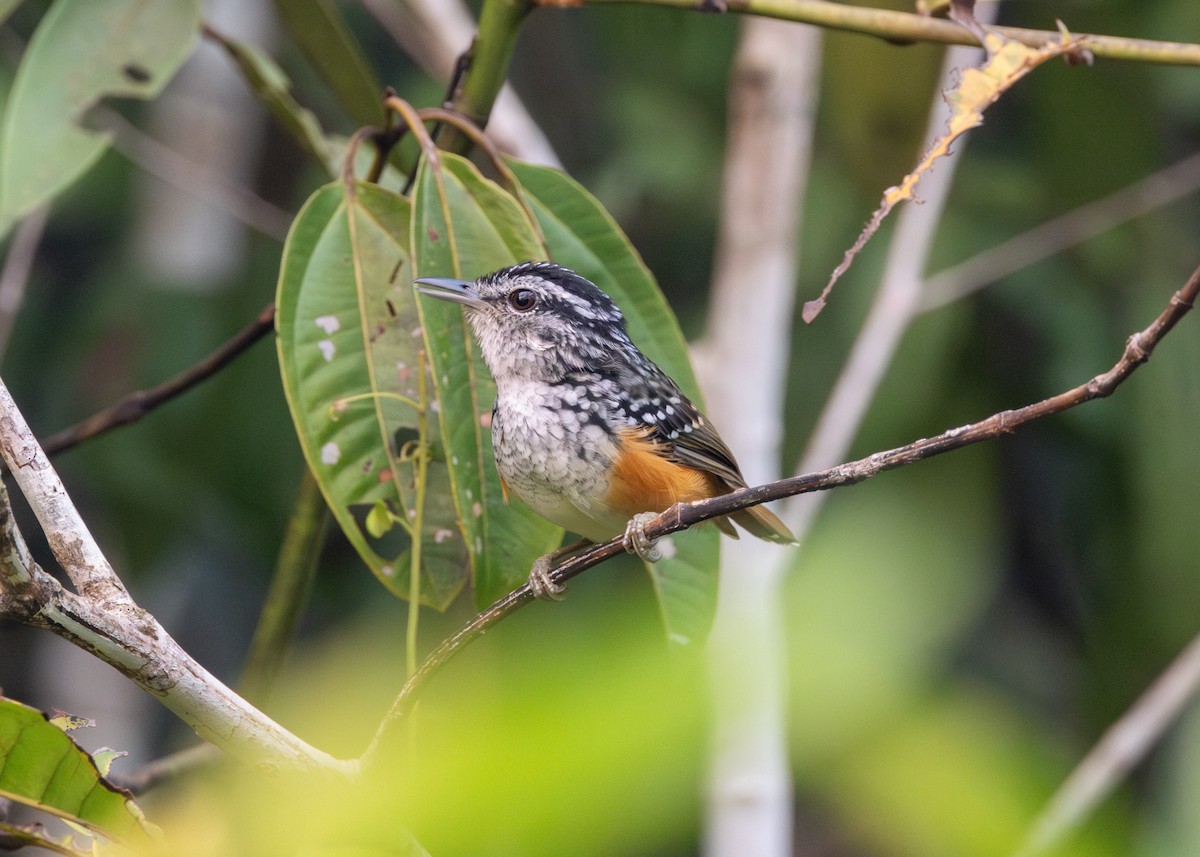 Peruvian Warbling-Antbird - Silvia Faustino Linhares