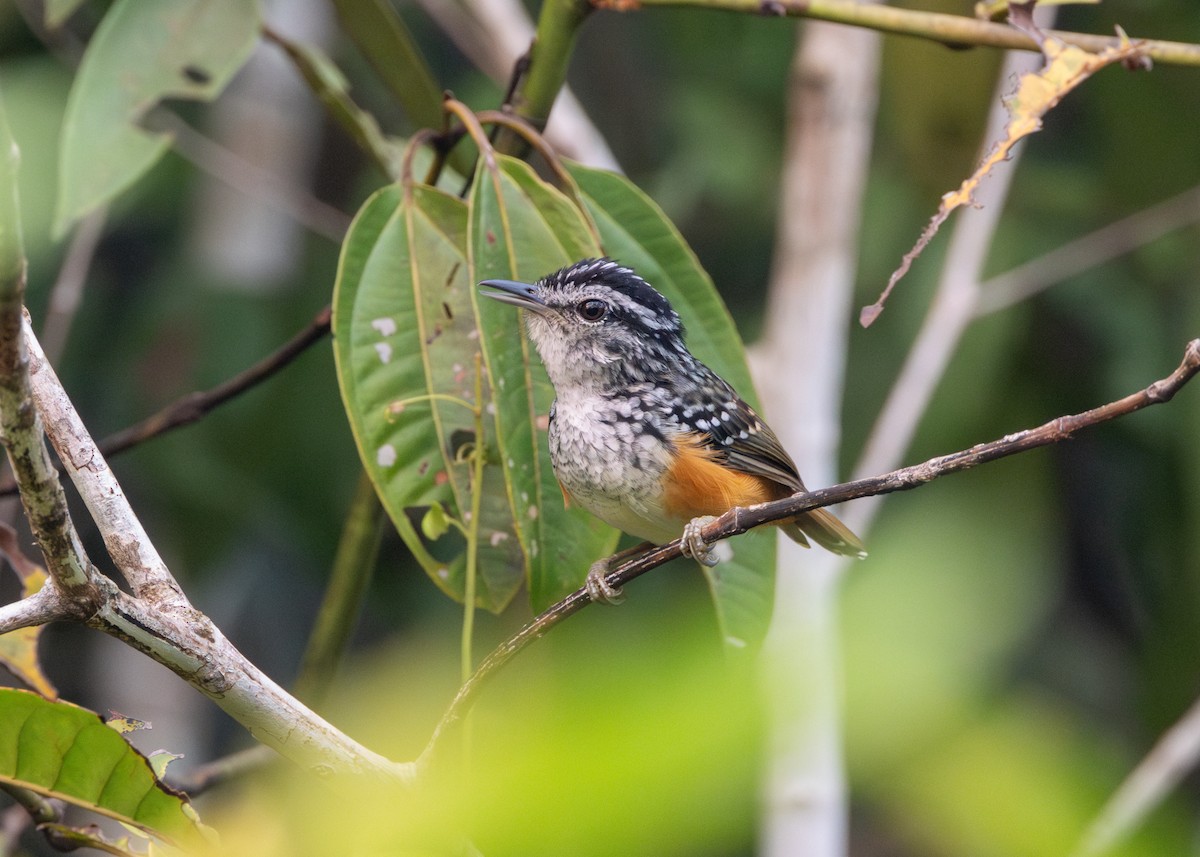 Peruvian Warbling-Antbird - ML623981481